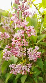 Close-up of pink flowers blooming outdoors