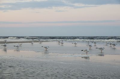 Flock of birds on beach