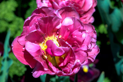 Close-up of pink rose flower