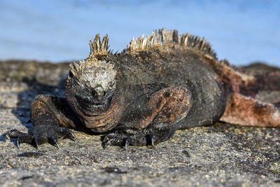 Close-up of crab on rock