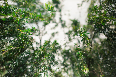 Low angle view of tree branch