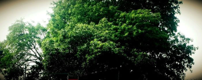 Low angle view of trees in forest against sky