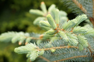 Close-up of pine tree