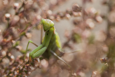 Close-up of insect on plant