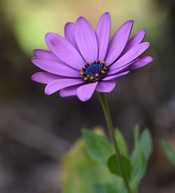 Close-up of purple flower blooming outdoors