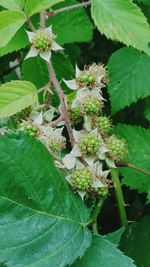 Close-up of fresh green plant