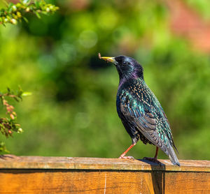 Close-up of bird perching on wood