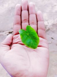 Close-up of hand holding leaves