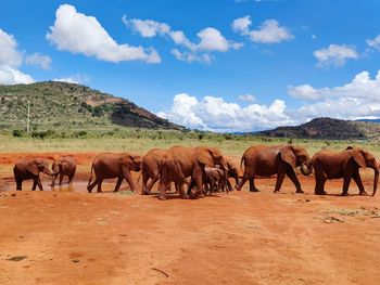 Flock of elephants walking on landscape against sky