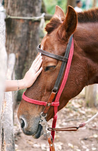 Horse standing outdoors