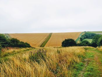 Scenic view of field against sky