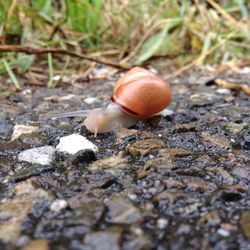 Close-up of snail
