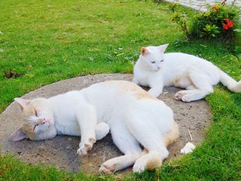 High angle view of cats on grass at back yard