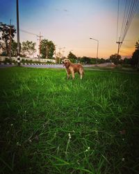 View of a dog on field