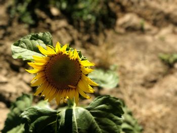 Close-up of yellow sunflower blooming outdoors