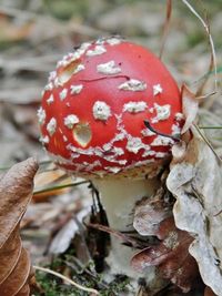 Close-up of mushroom in forest