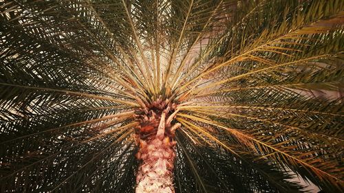 Low angle view of palm tree against sky