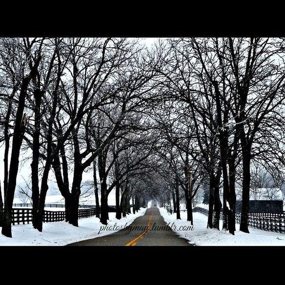 bare tree, tree, winter, snow, cold temperature, the way forward, season, branch, diminishing perspective, weather, treelined, covering, tree trunk, nature, vanishing point, road, tranquility, tranquil scene, covered, sky