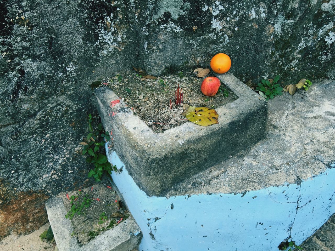 plant, high angle view, tree, growth, day, fruit, no people, outdoors, nature, close-up, wall - building feature, green color, sunlight, built structure, freshness, red, food and drink, hanging, rock - object, human representation