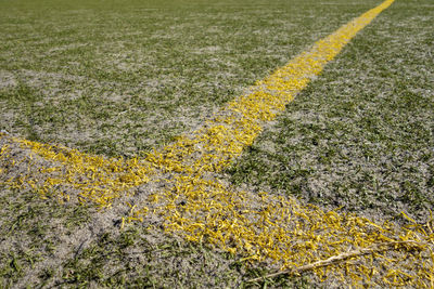 High angle view of yellow flowers on road