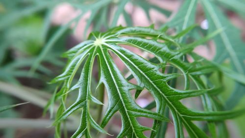 Close-up of green leaves