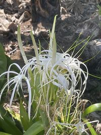 High angle view of flowering plants on land