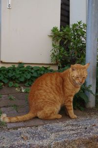 Cat looking away while sitting on plant