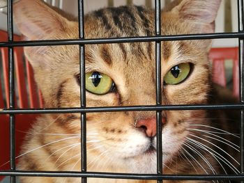 Close-up portrait of cat