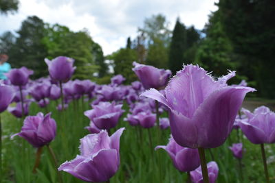 Close-up of pink flowers