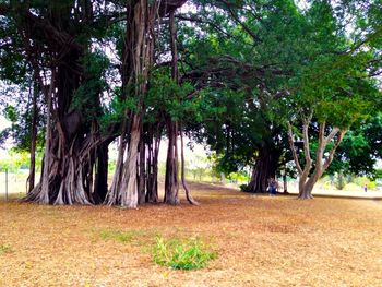 Trees in a row