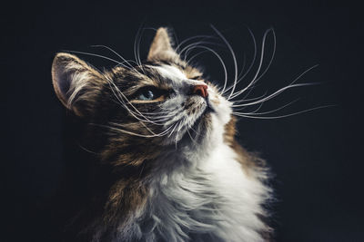 Close-up of cat looking away against black background