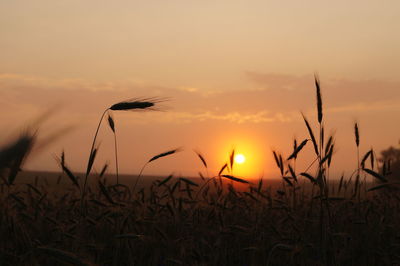 Silhouette plants on field against dramatic sky during sunset