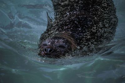 Close-up of turtle in sea