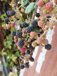 Close-up of berries