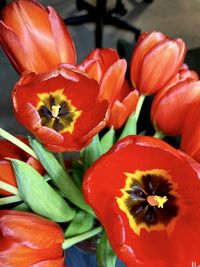 Close-up of red tulips