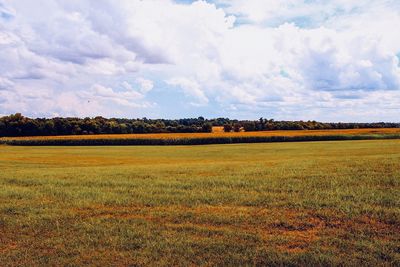 Scenic view of field against sky