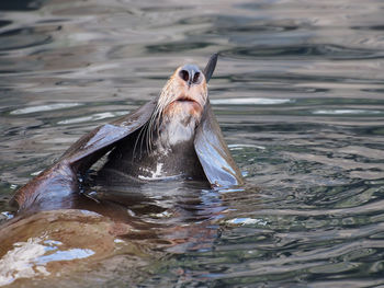 Close-up portrait of seal covering eyes in water