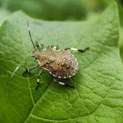 Close-up of insect on leaf