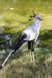 View of bird on field