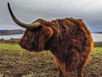 Scottish highland cattle at the shore of oban.