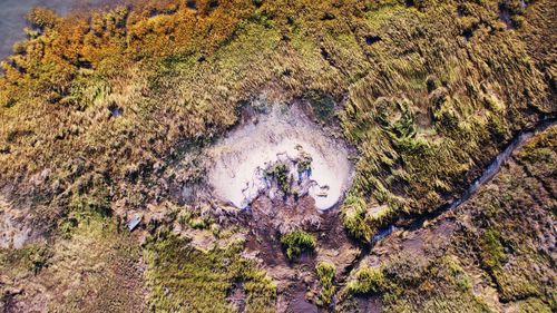 High angle view of trees in water
