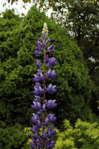 Close-up of purple flowering plants