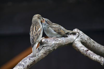 Close-up of bird perching on a tree