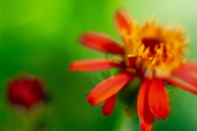 Close-up of red flower