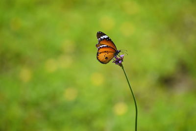 Close-up of butterfly pollinating on flower