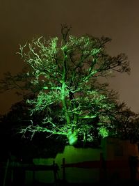 Low angle view of illuminated tree against sky at night