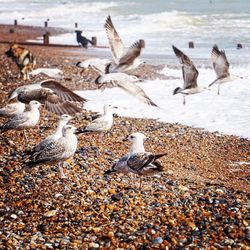 Flock of birds in water