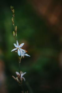 Close-up of flowering plant