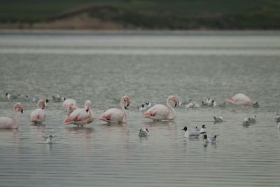 Flamingo birds in salt lake