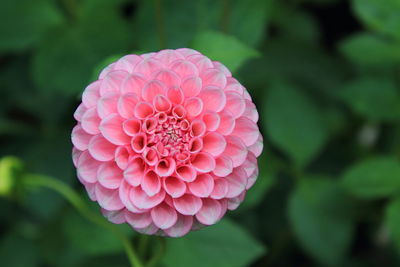 Close-up of pink dahlia flower